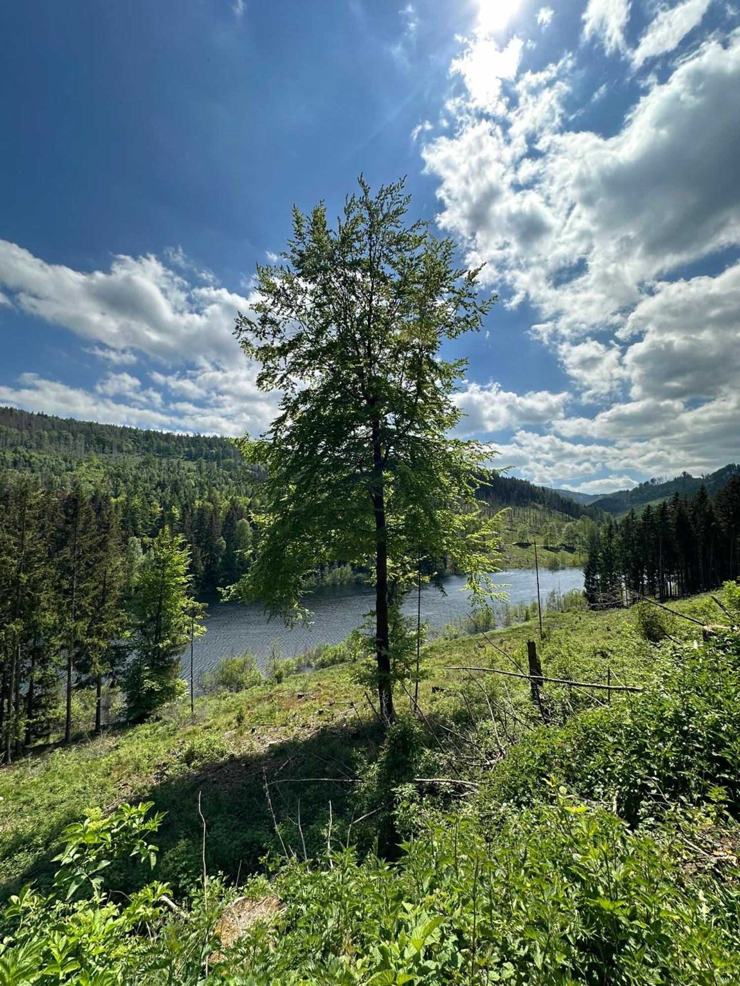 Waldblick *